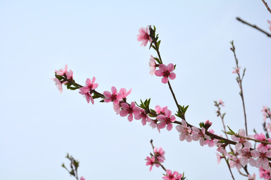 一枝花