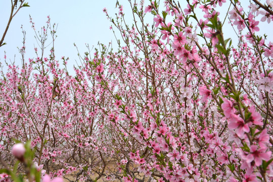 万朵桃花开