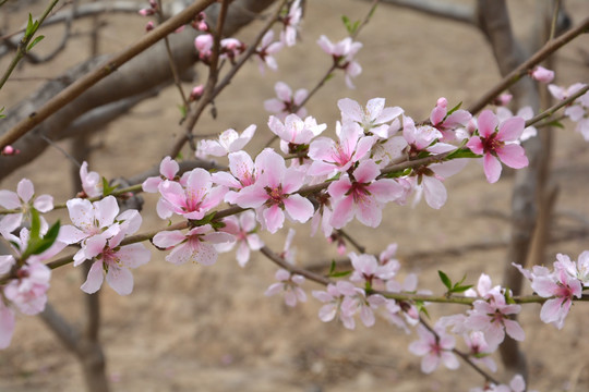 桃花