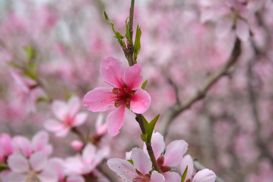 花卉