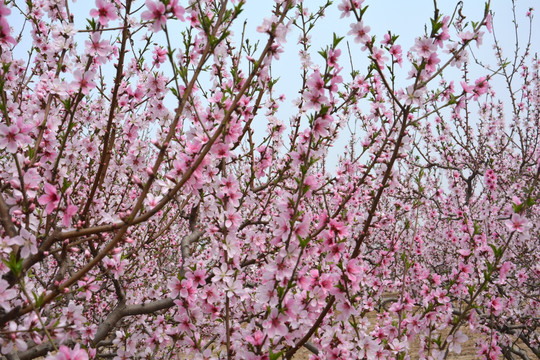 万朵桃花开