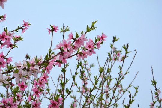 花树