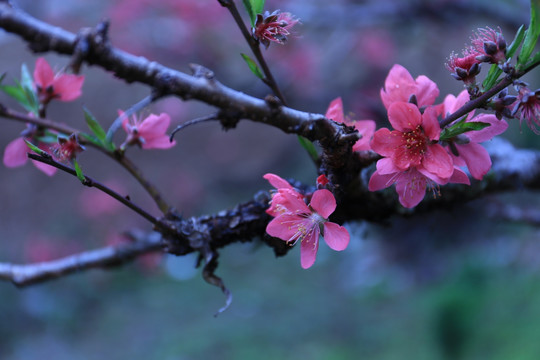 桃花