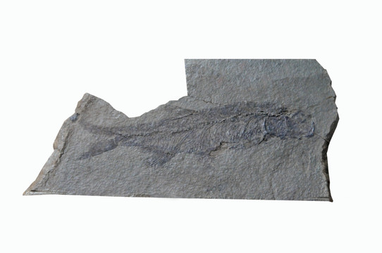 罗家峡隆德鱼化石