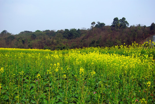 油菜花田