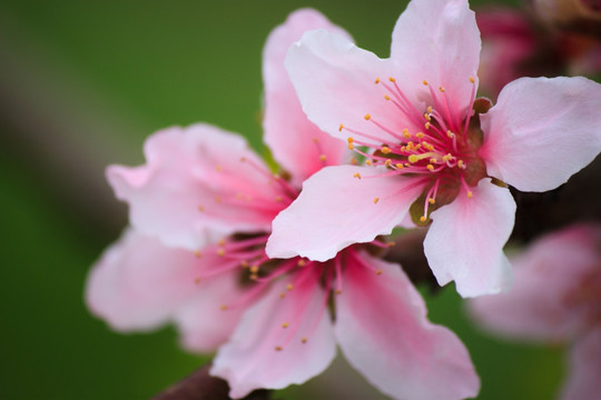 桃花