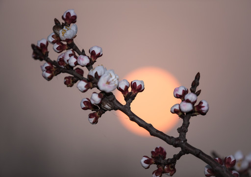 杏花 暖调 朝阳 太阳 花蕾