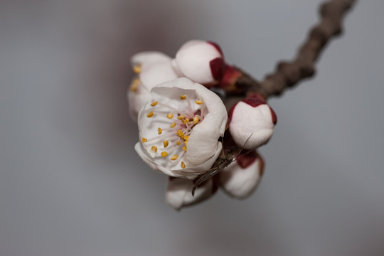 杏花 花蕾 花苞