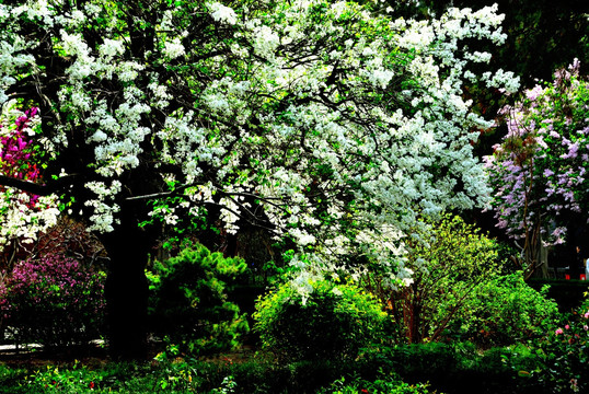 丁香花开