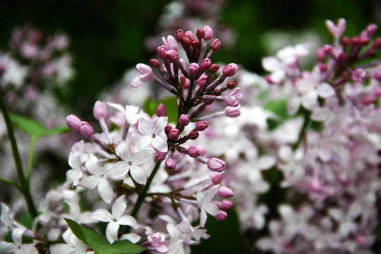 紫丁香花