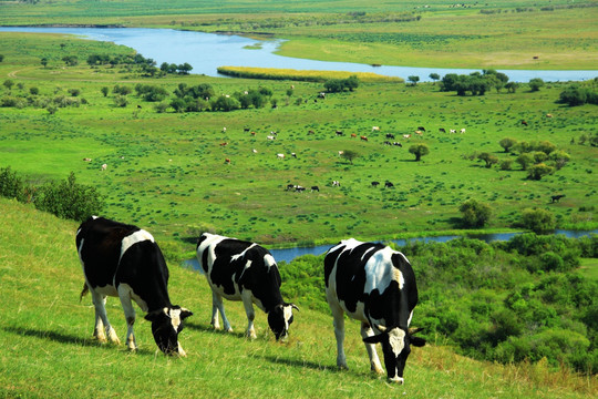 湿地牧场的奶牛