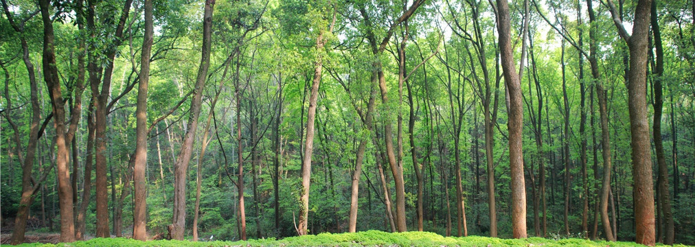 武汉大学枫园绿树林（巨幅）