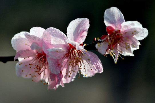 桃花