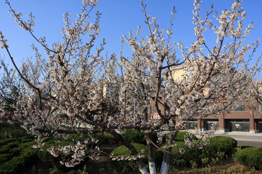 春季鲜花绽放