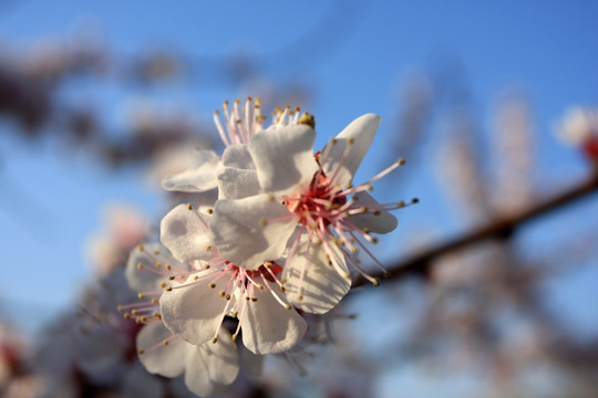 春季鲜花绽放