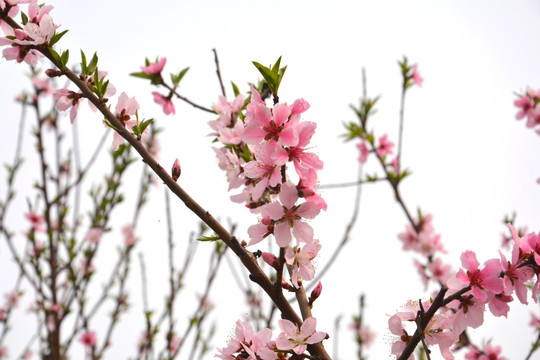 一枝花