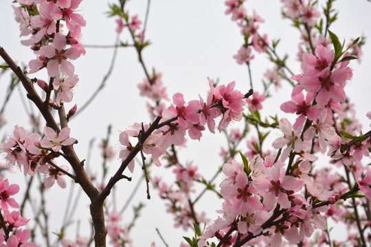 桃花枝