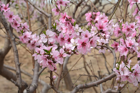 桃花枝