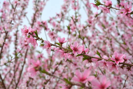 桃花林