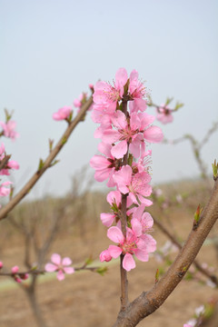 一枝花