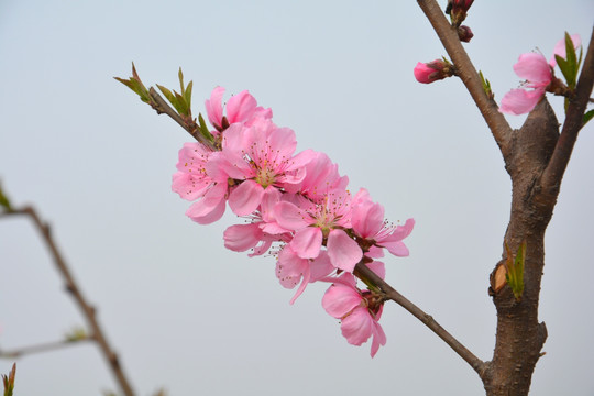 一枝花