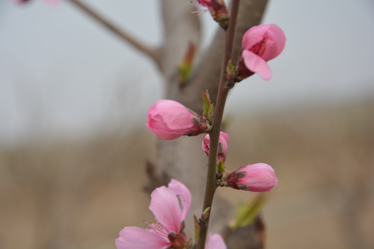 桃花枝