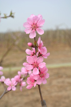 桃花枝