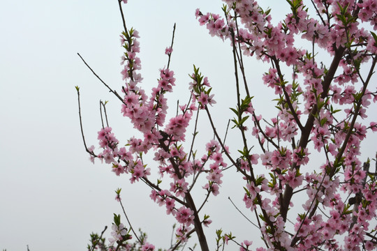 桃花树