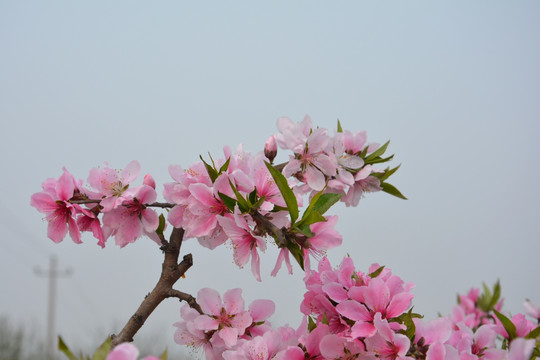 桃花枝