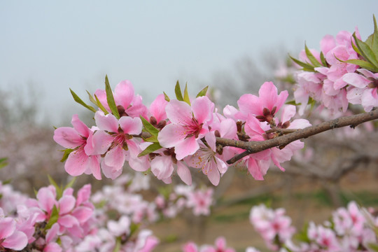 桃花枝