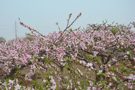 桃花乡