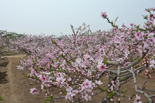 桃花