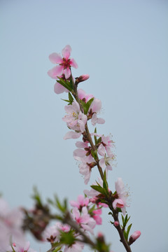 桃花枝