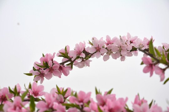 桃花枝