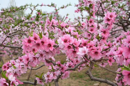 桃花枝