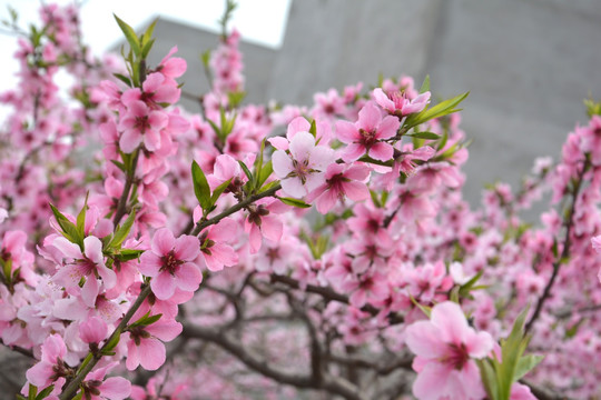 桃花乡