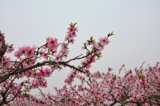 桃花林