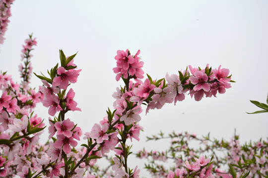 桃花源