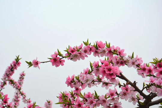 桃花朵朵开