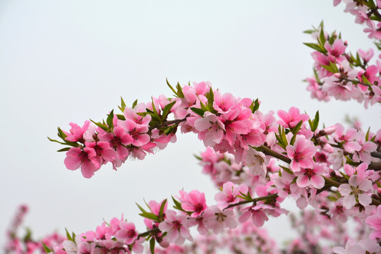 桃花朵朵开