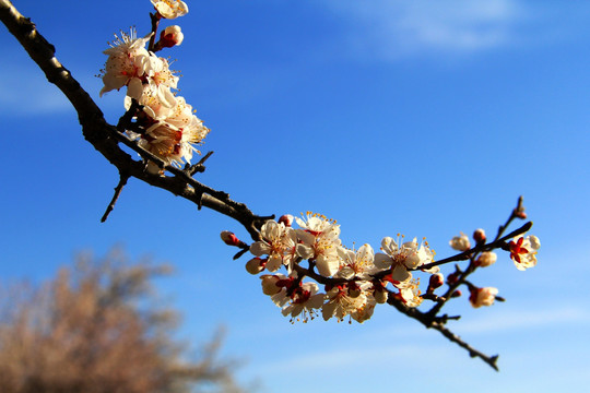 杏花沟