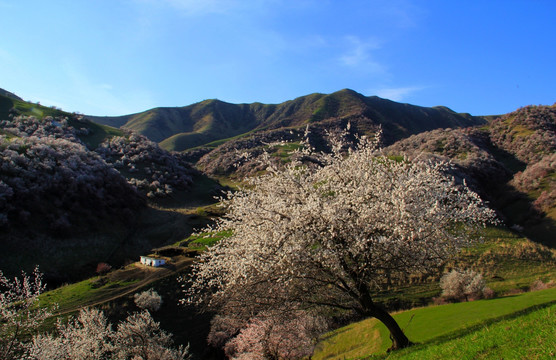 杏花沟（吐尔根） 山野