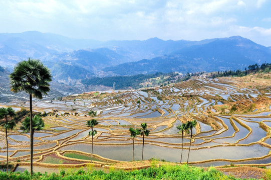 云南红河梯田