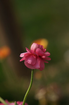 粉色芹叶牡丹特写