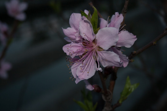 桃花特写