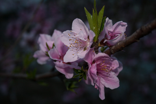 春天的桃花