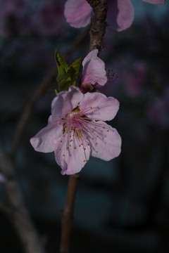 桃花特写