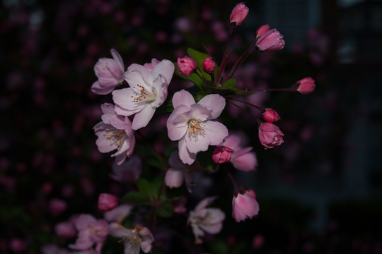 垂丝海棠花