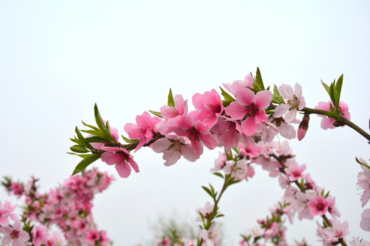 桃花枝