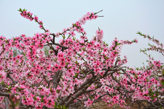 桃花